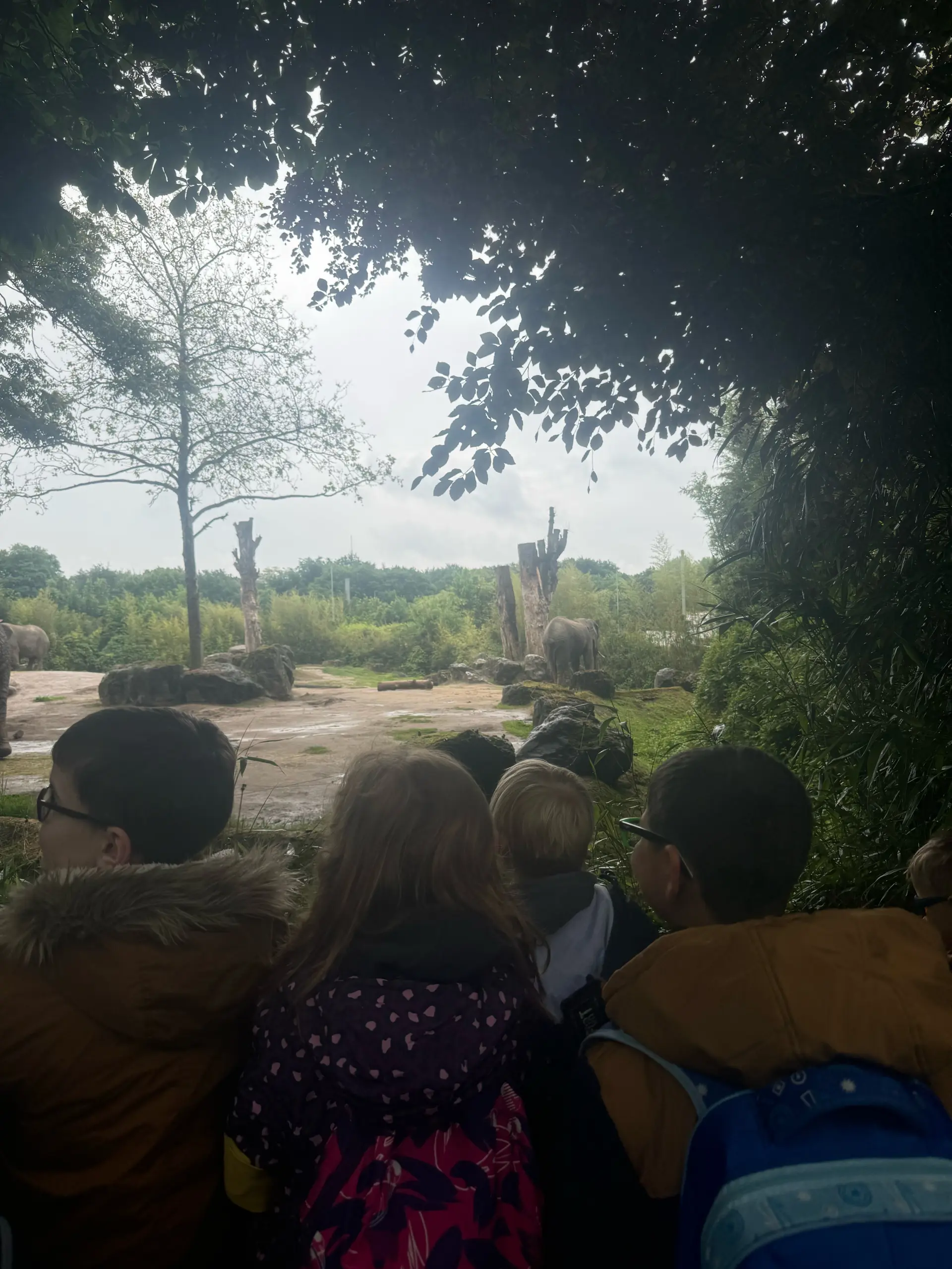 Kinder beobachten Elefanten in ihrem Gehege. 