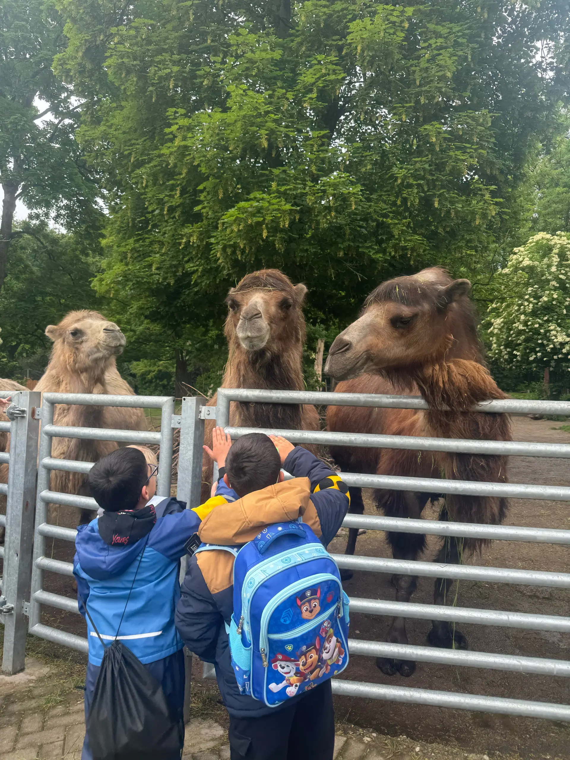 Kinder stehen vor einem Kamelgehege. Die Kamele werden aus nächster Nähe beobachtet.