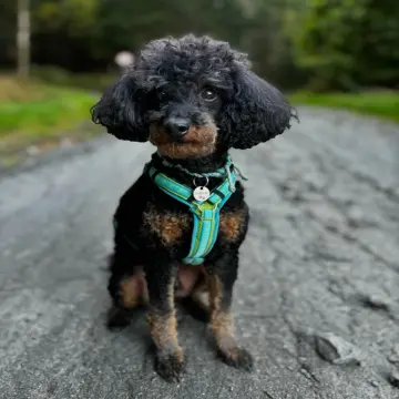 Schulhund Gulliver