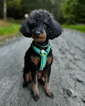 Schulhund Gulliver