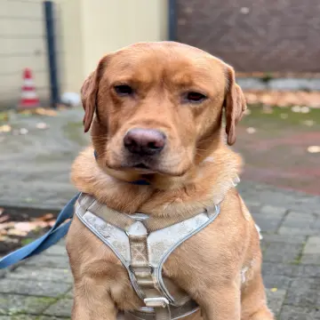 Schulhund Jamie
